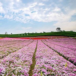 ​独家“赏花秘笈”大放送 在家就能嗅花