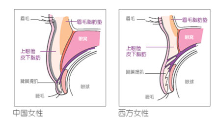 东西方女性眼部构造对比